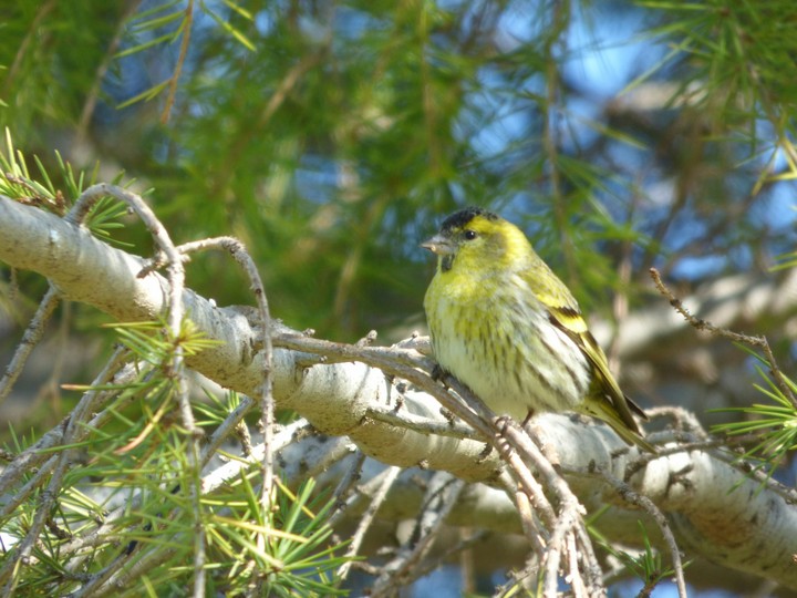 European Siskin