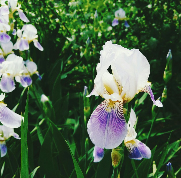 Flowers