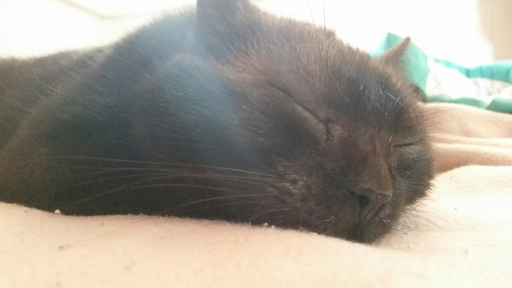 Kitty