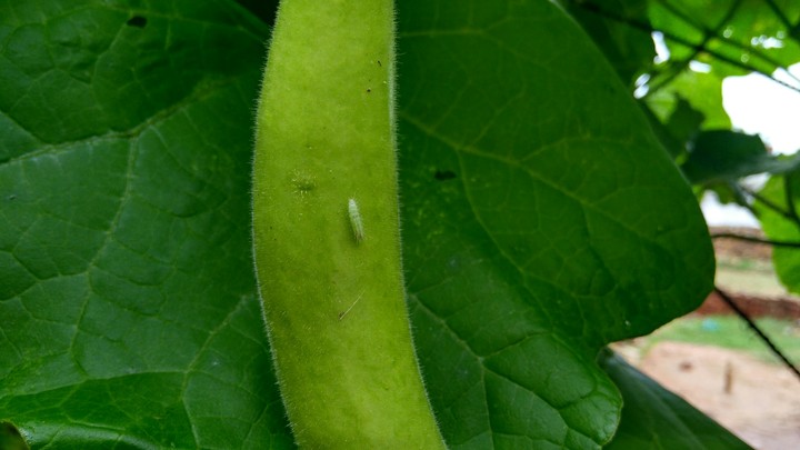 Small life on another life.