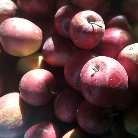 Garden apples