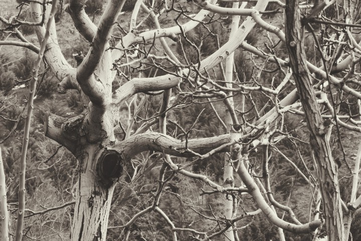 winter for trees