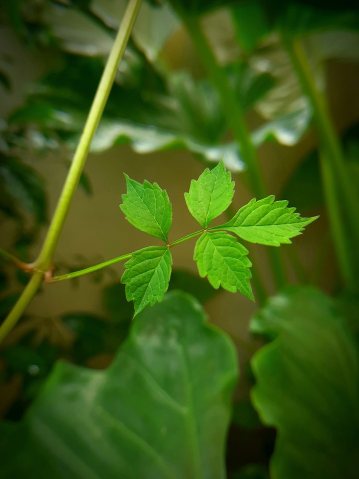 leaf