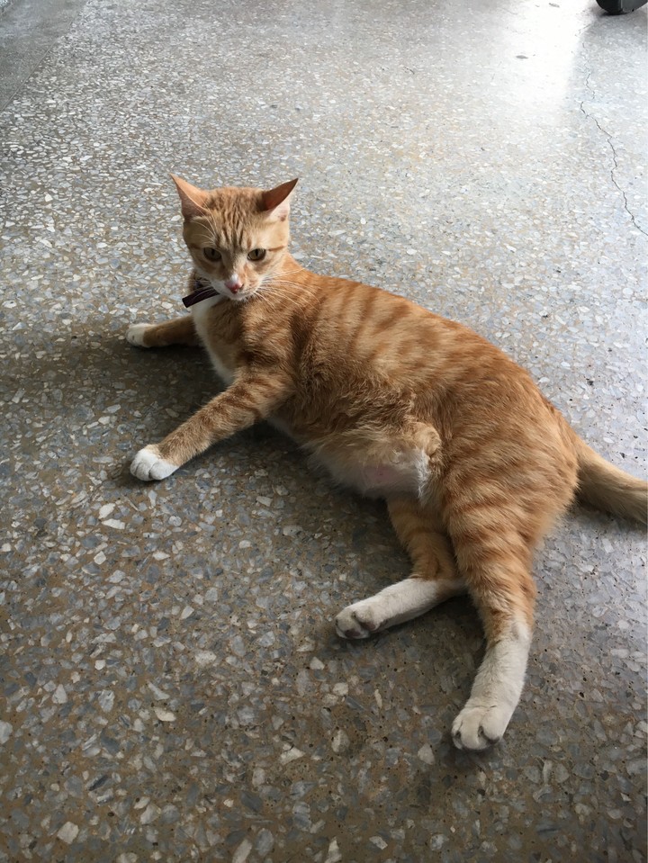 cat