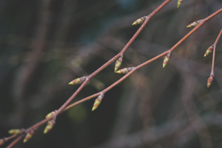 Nature's heart