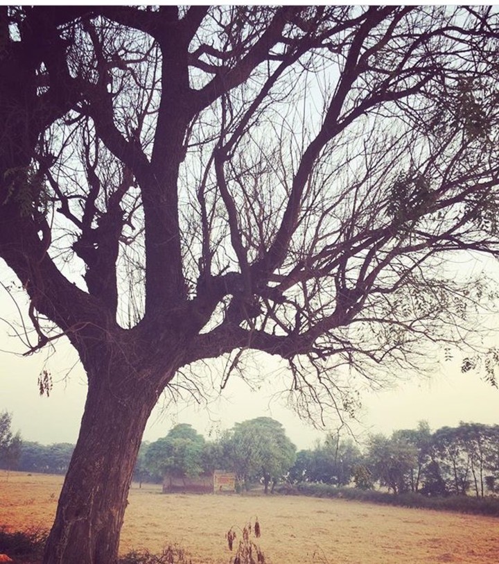 dry tree