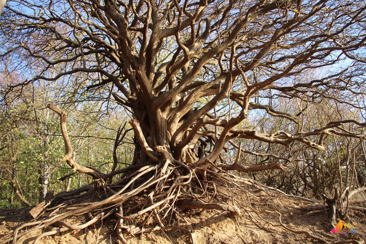 ancient tree