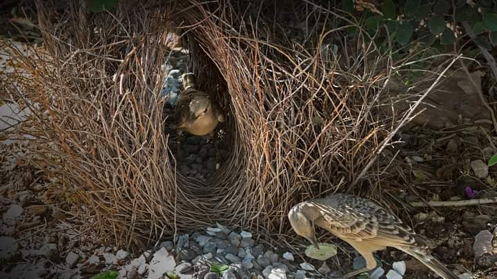 nest