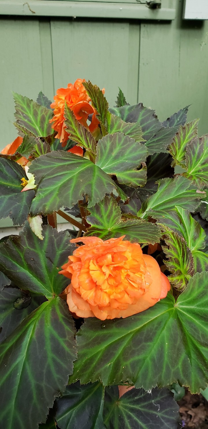 Orange & Yellow Begonia