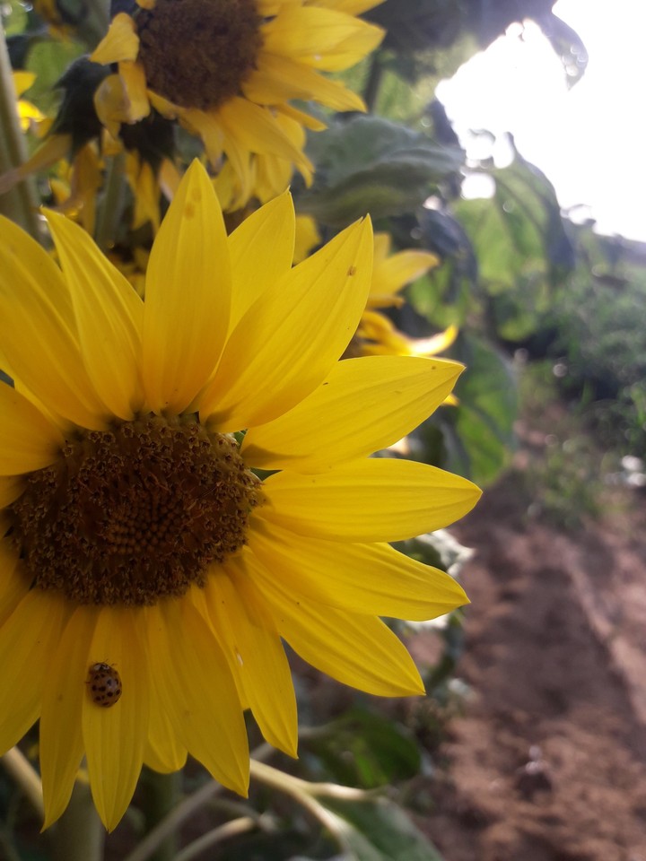 Sunflower