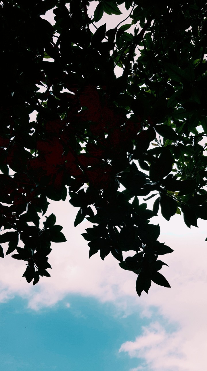 tree leaves