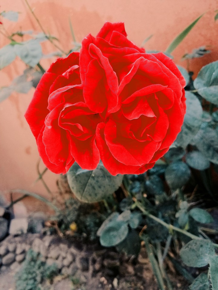 Rosa