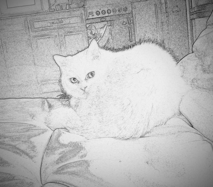 cat1