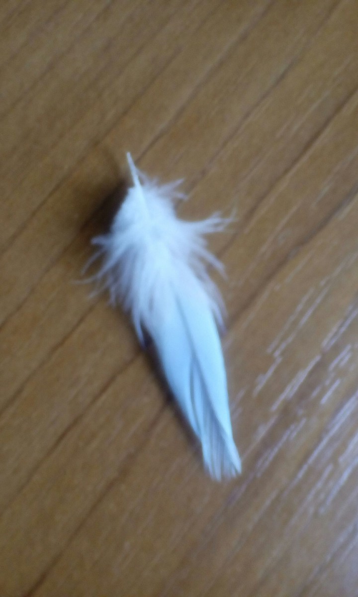 parrot
