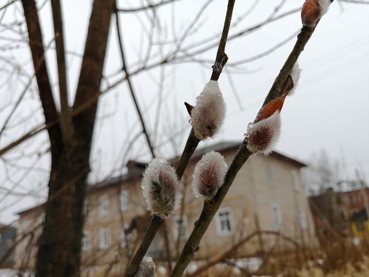 капельки на иве