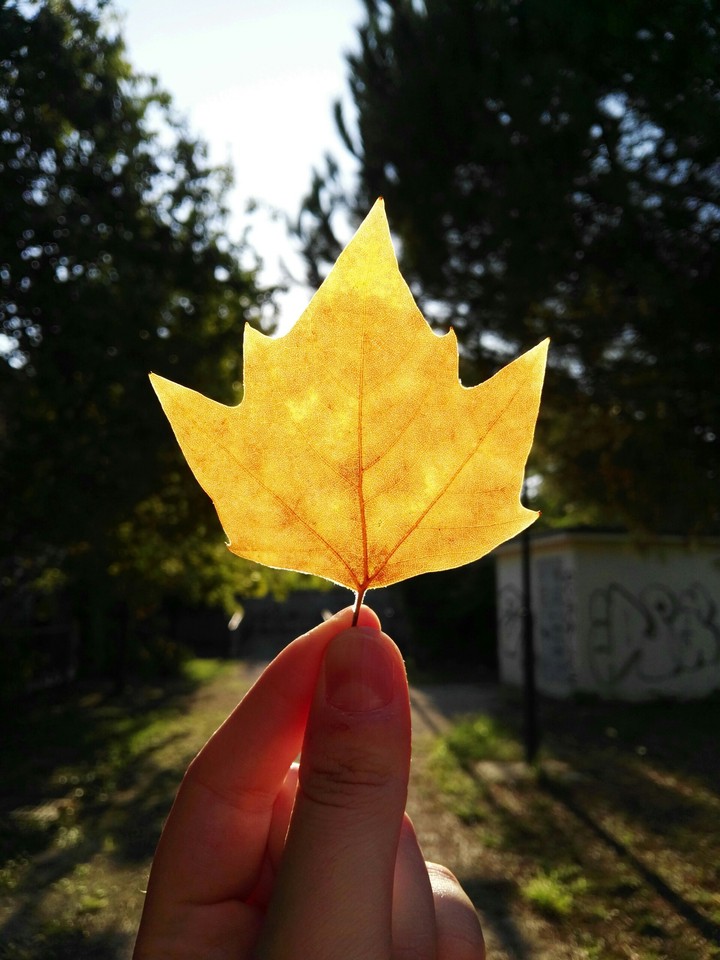 golden autumn