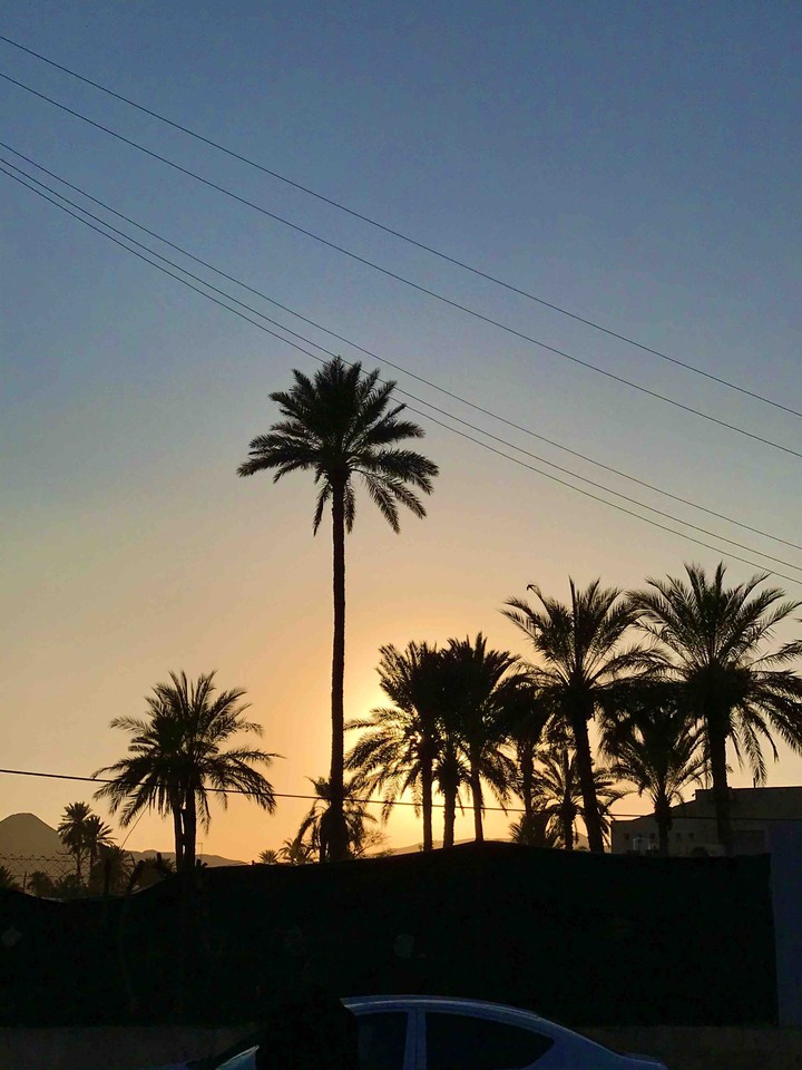 palm trees and the sunset