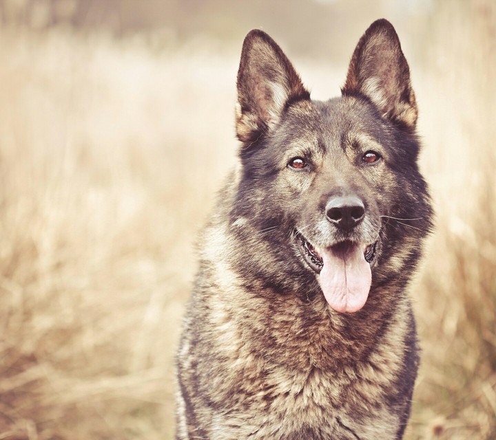 my favourite dog