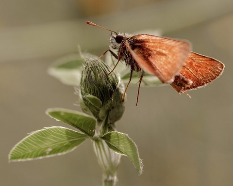wing, butterfly háttérképek
