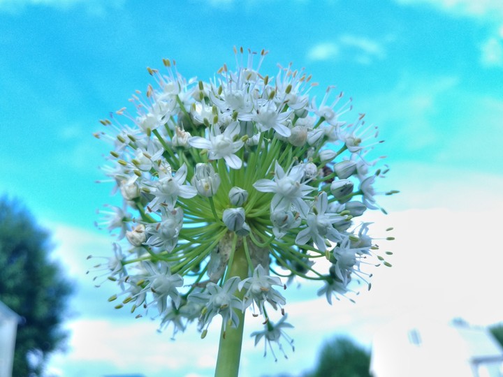 Onion
