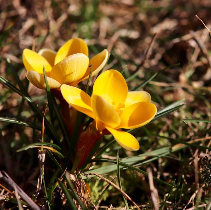 croci