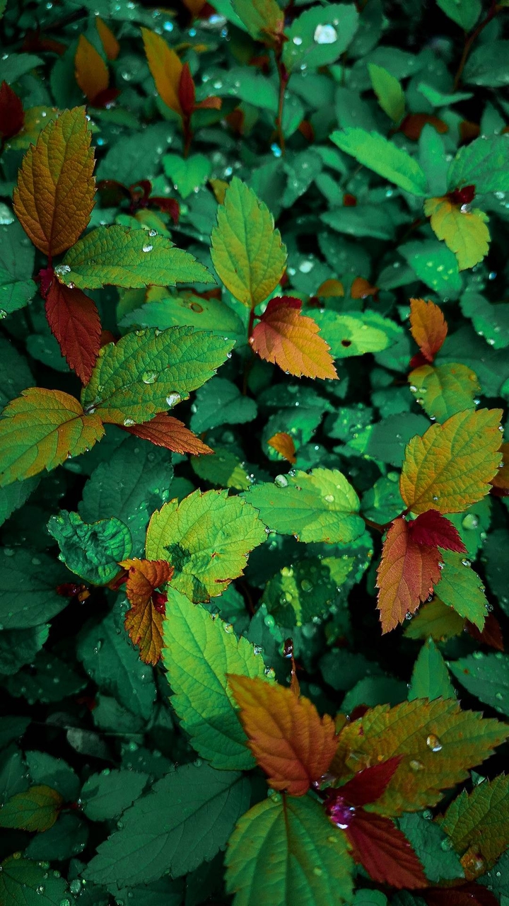 greeny plant