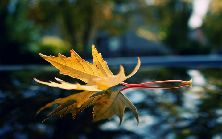 leaf