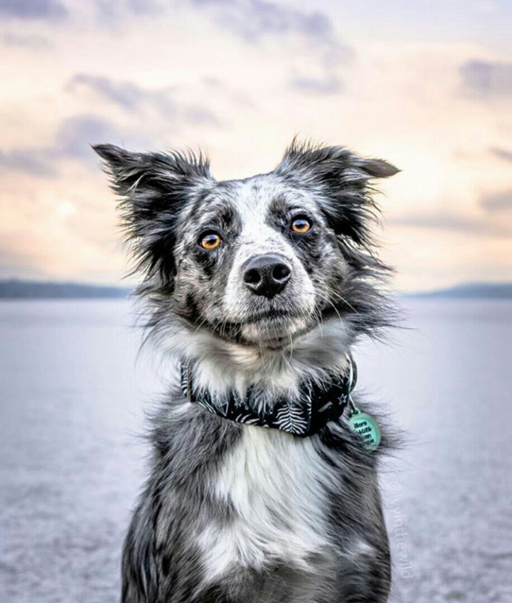 Бордер колли