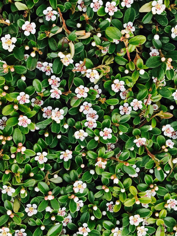 FlowerPower