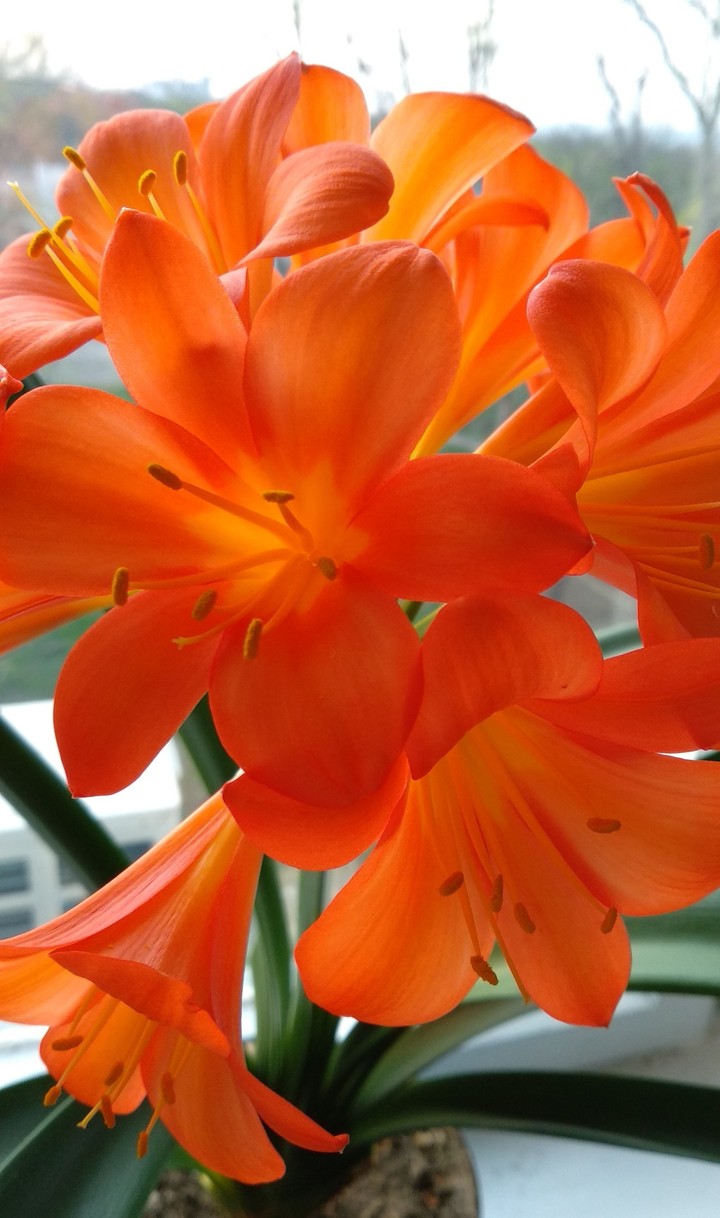 orange boom