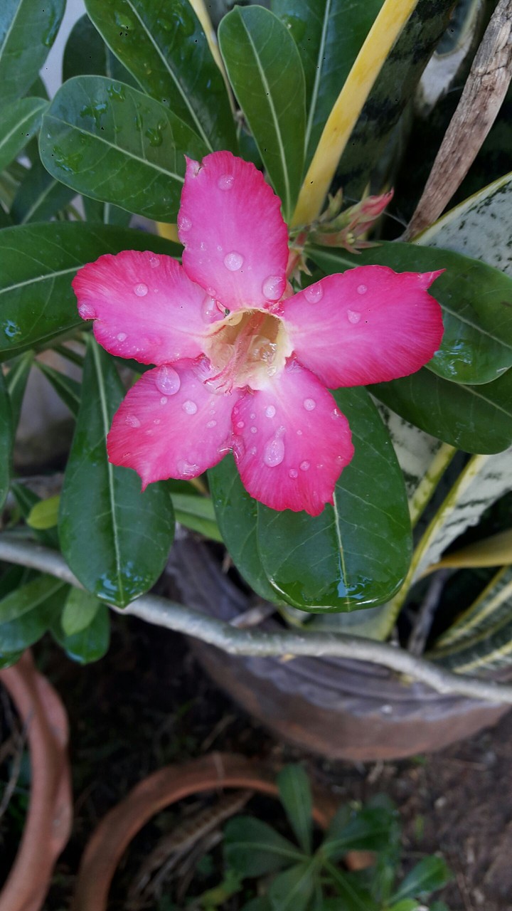 ดอกชวนชม Desert Rose