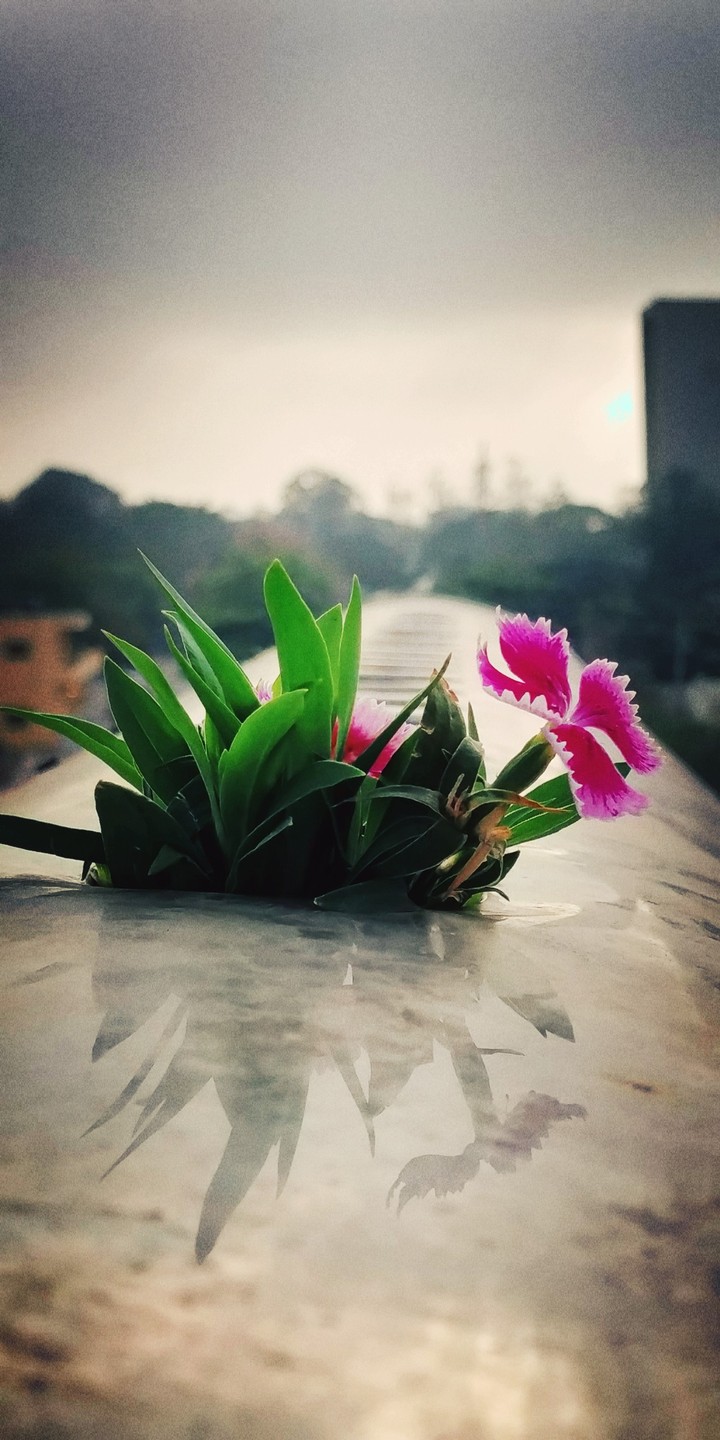 Life is Everything