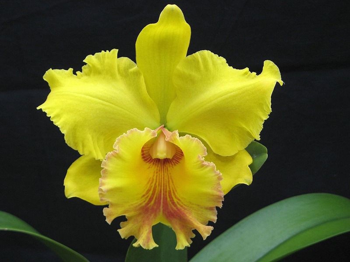 Yellow Orchid