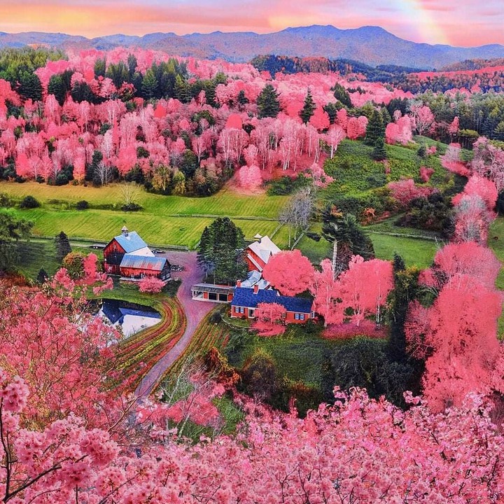 Pink