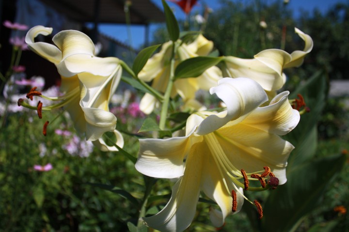 lily