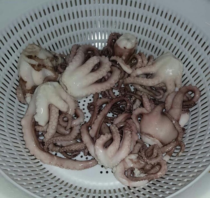 Octopus