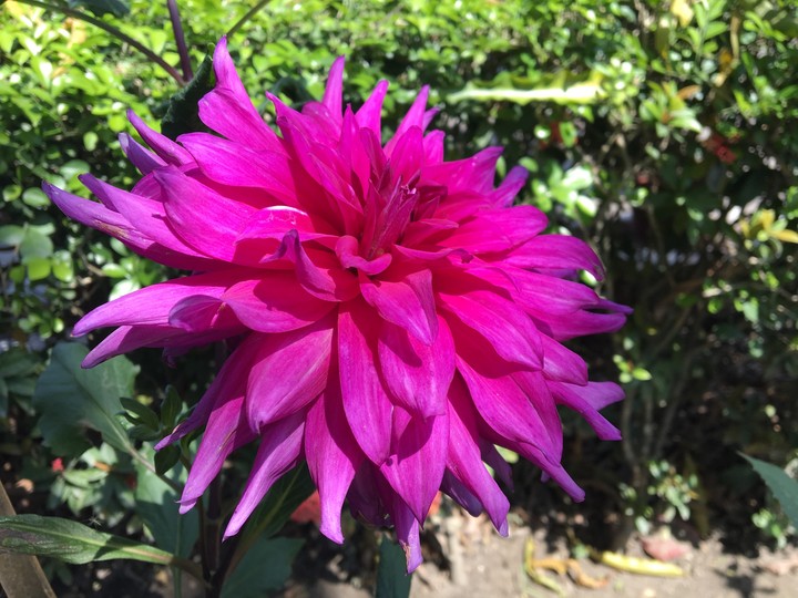 dahlia