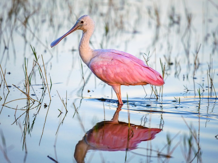 pink/bird