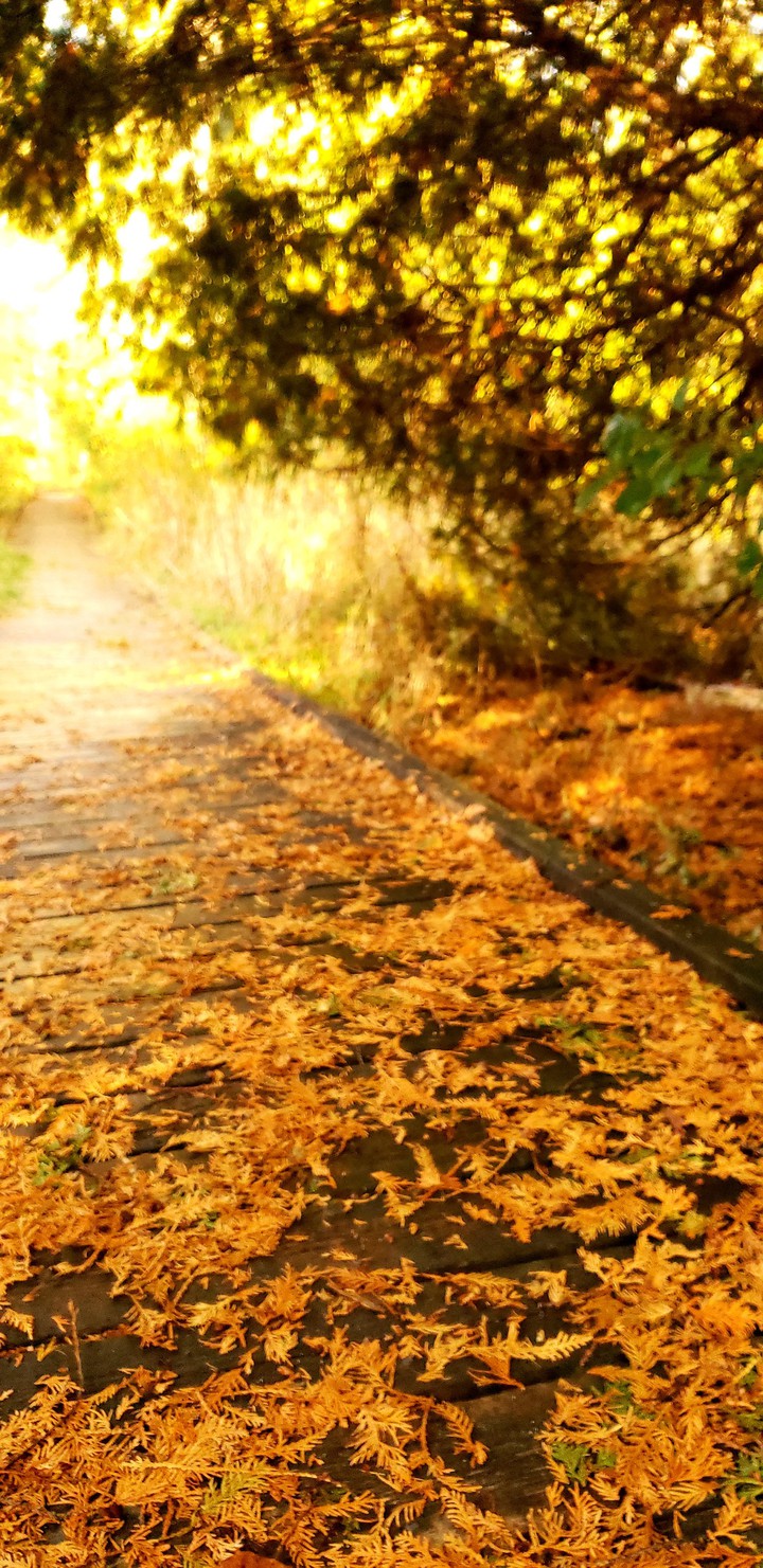 autumn stroll