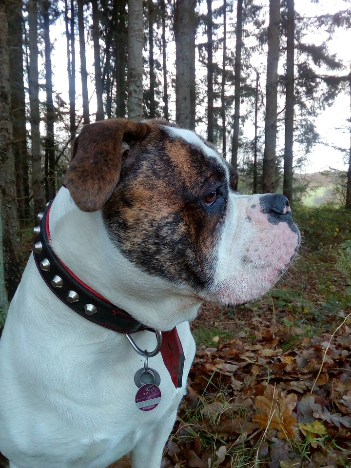Bulldogge