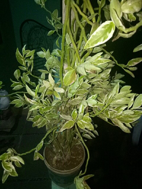 shrubs, plants, nature
