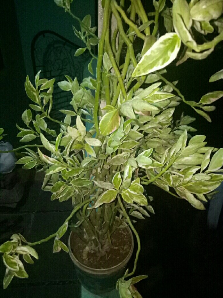 shrubs, plants, nature