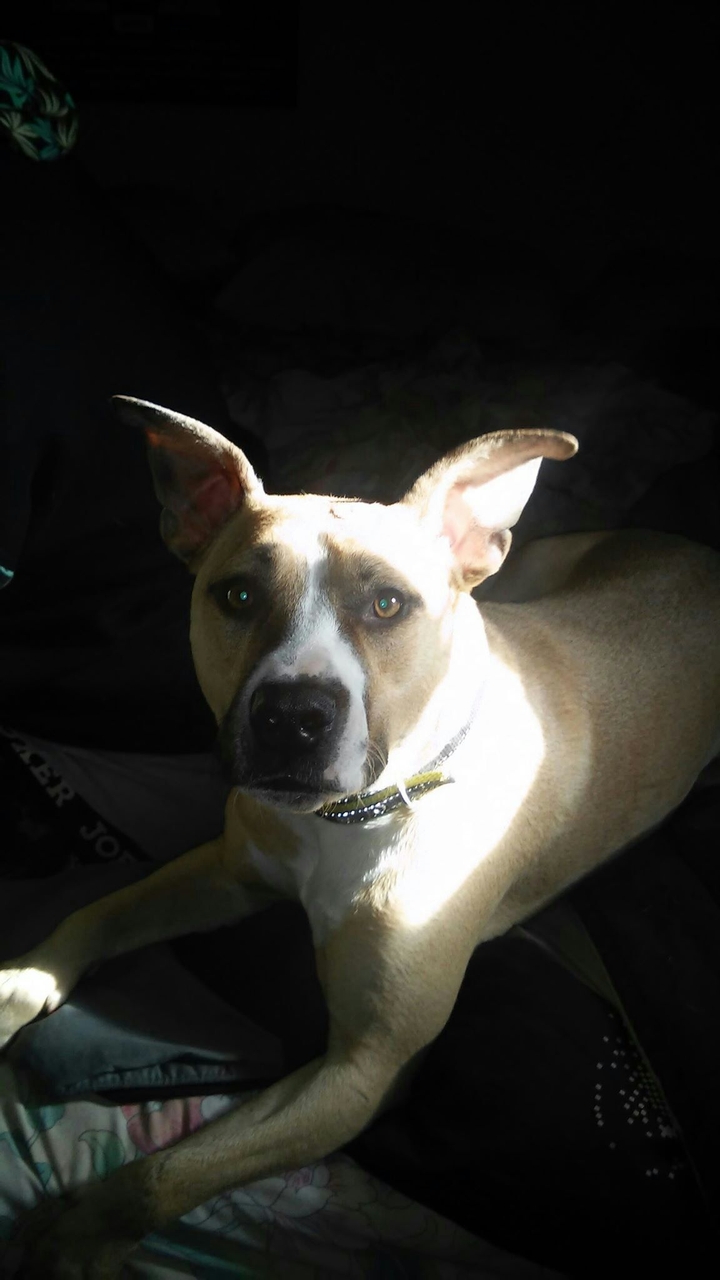 Loki