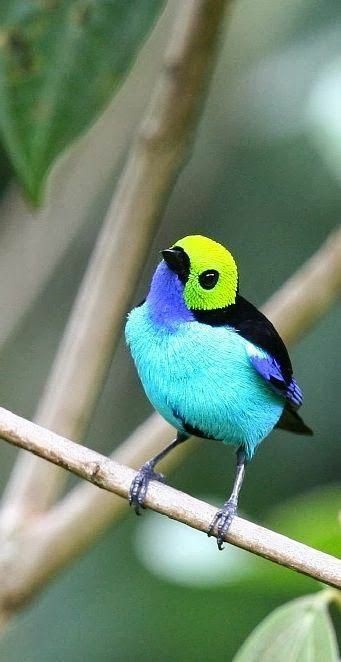 birds