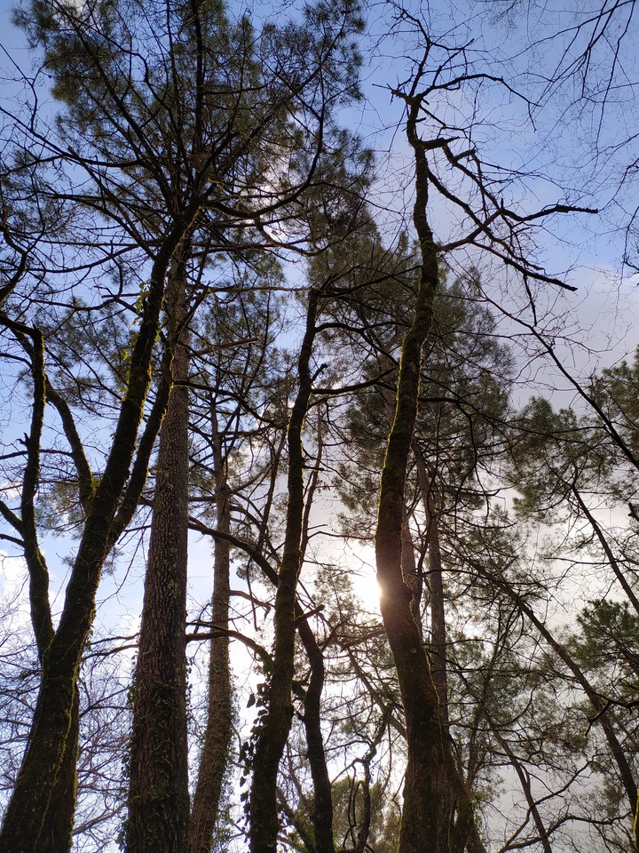 sun behind the trees