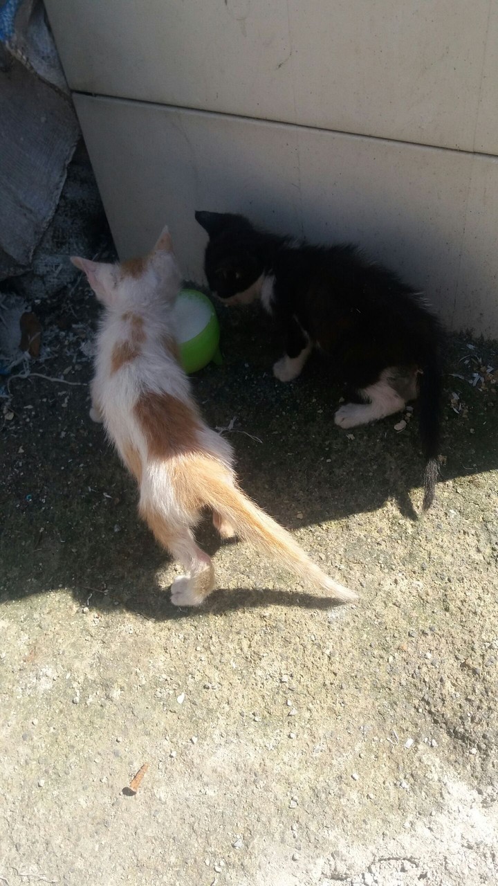 cats
