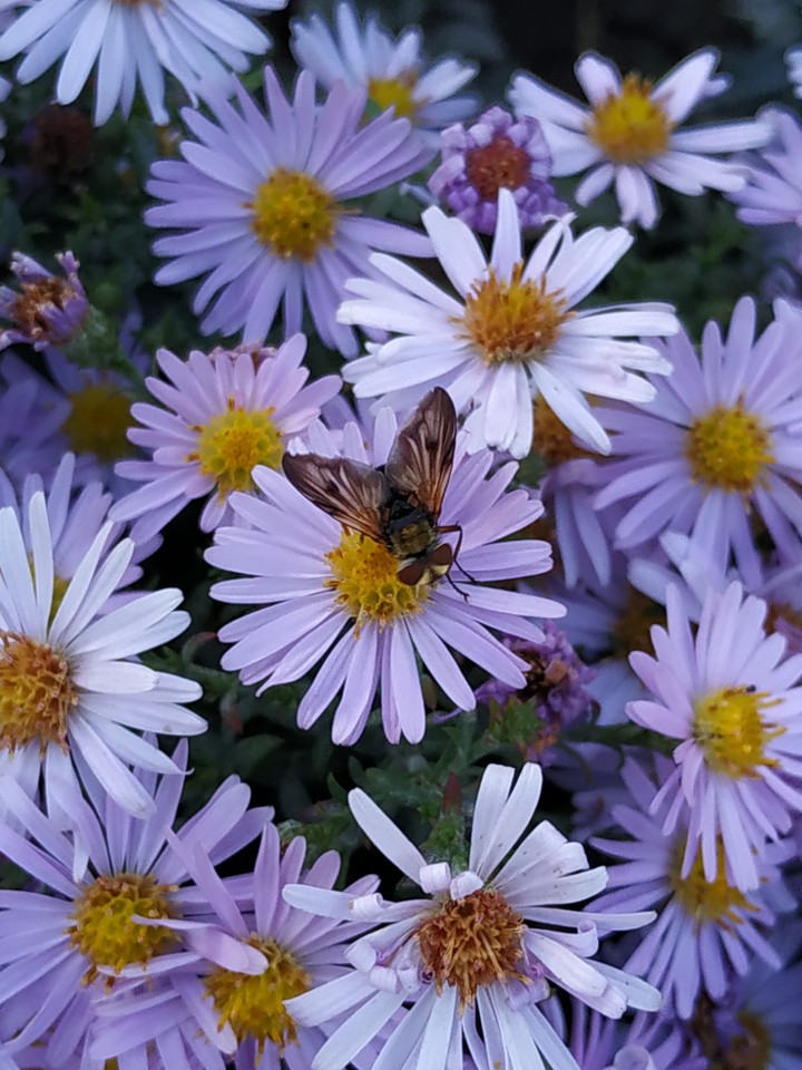 autumn flowers
