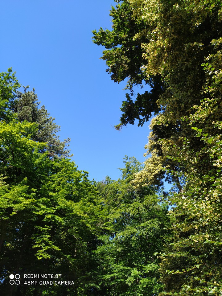 Forest and blue sky