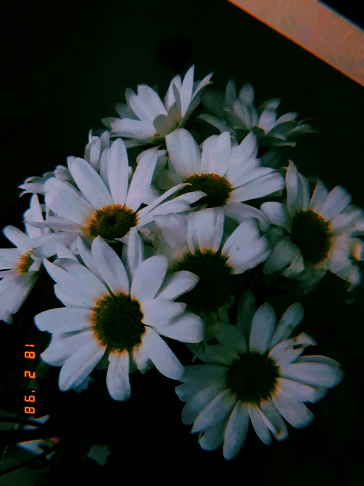 daisy