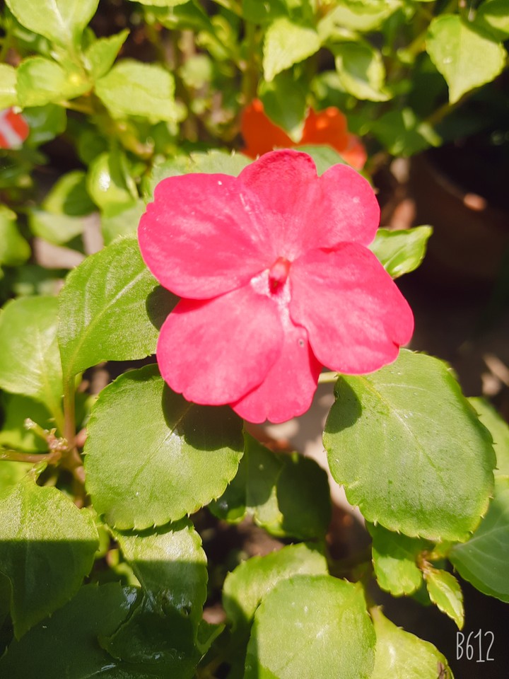 flower